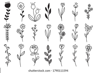 collection forest fern eucalyptus art foliage natural leaves herbs in line style. Decorative beauty elegant illustration for design hand drawn flower