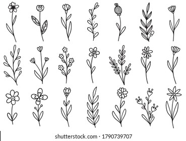 collection forest fern eucalyptus art foliage natural leaves herbs in line style. Decorative beauty elegant illustration for design hand drawn flower