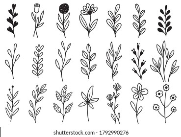 collection forest fern eucalyptus art foliage natural leaves herbs in line style. Decorative beauty elegant illustration for design hand drawn flower