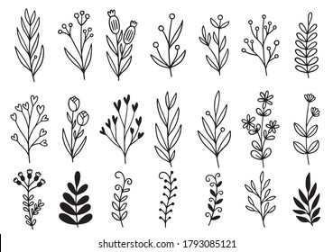 collection forest fern eucalyptus art foliage natural leaves herbs in line style. Decorative beauty elegant illustration for design hand drawn flower