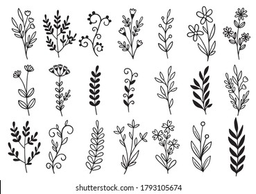 collection forest fern eucalyptus art foliage natural leaves herbs in line style. Decorative beauty elegant illustration for design hand drawn flower