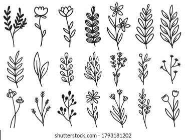 collection forest fern eucalyptus art foliage natural leaves herbs in line style. Decorative beauty elegant illustration for design hand drawn flower