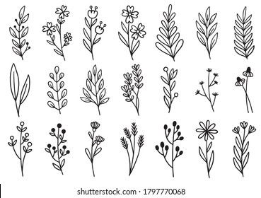 collection forest fern eucalyptus art foliage natural leaves herbs in line style. Decorative beauty elegant illustration for design hand drawn flower