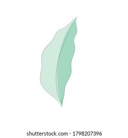 collection forest fern eucalyptus  art foliage natural
leaves herbs in line style. Decorative beauty elegant illustration 
for design Vector flower Botanical
