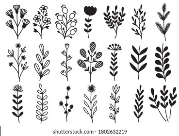 collection forest fern eucalyptus art foliage natural leaves herbs in line style. Decorative beauty elegant illustration for design hand drawn flower