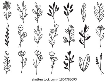 collection forest fern eucalyptus art foliage natural leaves herbs in line style. Decorative beauty elegant illustration for design hand drawn flower