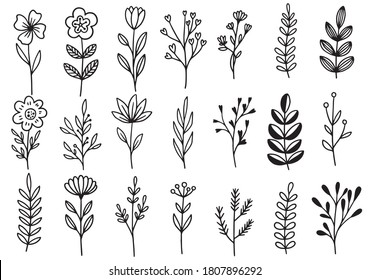 collection forest fern eucalyptus art foliage natural leaves herbs in line style. Decorative beauty elegant illustration for design hand drawn flower