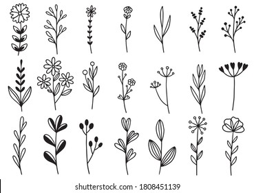 collection forest fern eucalyptus art foliage natural leaves herbs in line style. Decorative beauty elegant illustration for design hand drawn flower