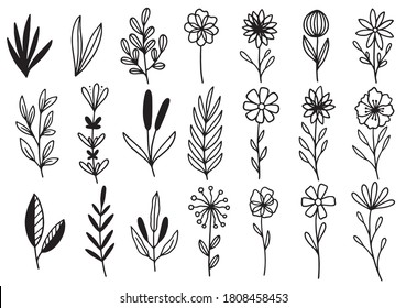 collection forest fern eucalyptus art foliage natural leaves herbs in line style. Decorative beauty elegant illustration for design hand drawn flower
