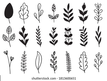 collection forest fern eucalyptus art foliage natural leaves herbs in line style. Decorative beauty elegant illustration for design hand drawn flower
