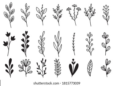 collection forest fern eucalyptus art foliage natural leaves herbs in line style. Decorative beauty elegant illustration for design hand drawn flower