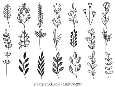 collection forest fern eucalyptus art foliage natural leaves herbs in line style. Decorative beauty elegant illustration for design hand drawn flower