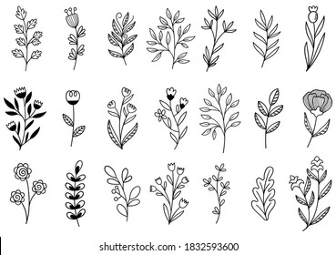 collection forest fern eucalyptus art foliage natural leaves herbs in line style. Decorative beauty elegant illustration for design hand drawn flower