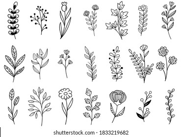 collection forest fern eucalyptus art foliage natural leaves herbs in line style. Decorative beauty elegant illustration for design hand drawn flower