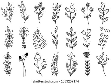 collection forest fern eucalyptus art foliage natural leaves herbs in line style. Decorative beauty elegant illustration for design hand drawn flower