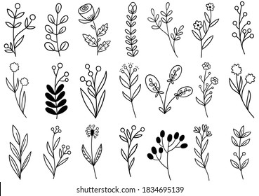 collection forest fern eucalyptus art foliage natural leaves herbs in line style. Decorative beauty elegant illustration for design hand drawn flower