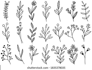 collection forest fern eucalyptus art foliage natural leaves herbs in line style. Decorative beauty elegant illustration for design hand drawn flower