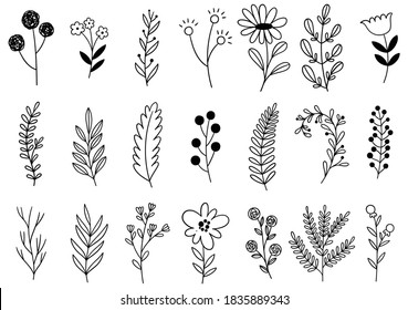 collection forest fern eucalyptus art foliage natural leaves herbs in line style. Decorative beauty elegant illustration for design hand drawn flower