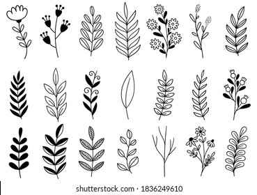 collection forest fern eucalyptus art foliage natural leaves herbs in line style. Decorative beauty elegant illustration for design hand drawn flower