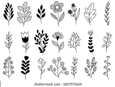 collection forest fern eucalyptus art foliage natural leaves herbs in line style. Decorative beauty elegant illustration for design hand drawn flower