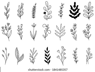 collection forest fern eucalyptus art foliage natural leaves herbs in line style. Decorative beauty elegant illustration for design hand drawn flower