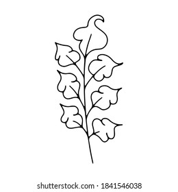 collection forest fern eucalyptus  art foliage natural
leaves herbs in line style. Decorative beauty elegant illustration 
for design Vector flower Botanical