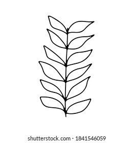 collection forest fern eucalyptus  art foliage natural
leaves herbs in line style. Decorative beauty elegant illustration 
for design Vector flower Botanical