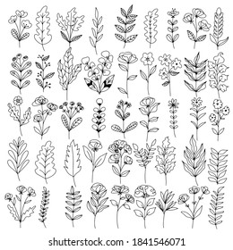 collection forest fern eucalyptus  art foliage natural
leaves herbs in line style. Decorative beauty elegant illustration 
for design Vector flower Botanical