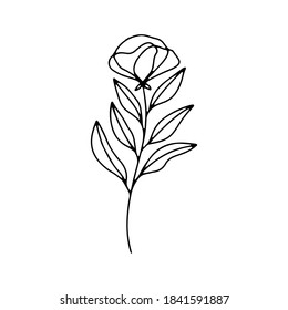 collection forest fern eucalyptus  art foliage natural
leaves herbs in line style. Decorative beauty elegant illustration 
for design Vector flower Botanical
