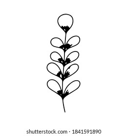 collection forest fern eucalyptus  art foliage natural
leaves herbs in line style. Decorative beauty elegant illustration 
for design Vector flower Botanical