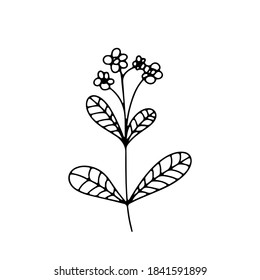 collection forest fern eucalyptus  art foliage natural
leaves herbs in line style. Decorative beauty elegant illustration 
for design Vector flower Botanical