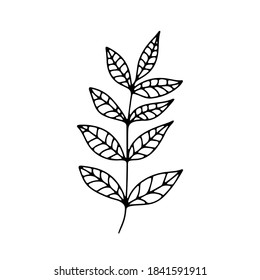 collection forest fern eucalyptus  art foliage natural
leaves herbs in line style. Decorative beauty elegant illustration 
for design Vector flower Botanical