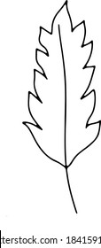 collection forest fern eucalyptus  art foliage natural
leaves herbs in line style. Decorative beauty elegant illustration 
for design Vector flower Botanical