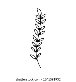 collection forest fern eucalyptus  art foliage natural
leaves herbs in line style. Decorative beauty elegant illustration 
for design Vector flower Botanical