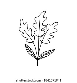 collection forest fern eucalyptus  art foliage natural
leaves herbs in line style. Decorative beauty elegant illustration 
for design Vector flower Botanical