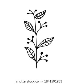 collection forest fern eucalyptus  art foliage natural
leaves herbs in line style. Decorative beauty elegant illustration 
for design Vector flower Botanical