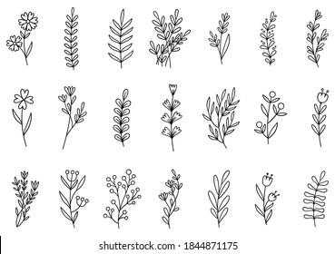 collection forest fern eucalyptus art foliage natural leaves herbs in line style. Decorative beauty elegant illustration for design hand drawn flower