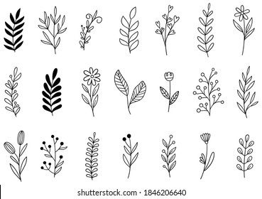 collection forest fern eucalyptus art foliage natural leaves herbs in line style. Decorative beauty elegant illustration for design hand drawn flower