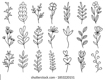 collection forest fern eucalyptus art foliage natural leaves herbs in line style. Decorative beauty elegant illustration for design hand drawn flower