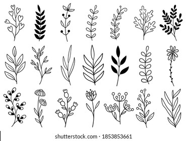 collection forest fern eucalyptus art foliage natural leaves herbs in line style. Decorative beauty elegant illustration for design hand drawn flower