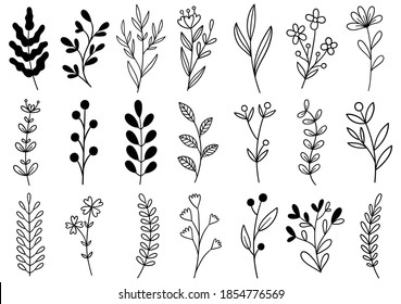 collection forest fern eucalyptus art foliage natural leaves herbs in line style. Decorative beauty elegant illustration for design hand drawn flower