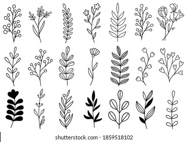 Collection Forest Fern Eucalyptus Art Foliage Stock Vector (Royalty ...