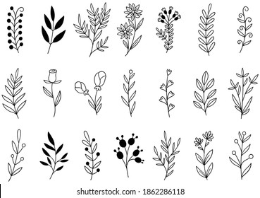 collection forest fern eucalyptus art foliage natural leaves herbs in line style. Decorative beauty elegant illustration for design hand drawn flower