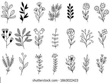 collection forest fern eucalyptus art foliage natural leaves herbs in line style. Decorative beauty elegant illustration for design hand drawn flower