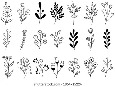 collection forest fern eucalyptus art foliage natural leaves herbs in line style. Decorative beauty elegant illustration for design hand drawn flower