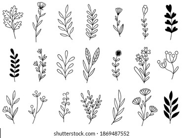 collection forest fern eucalyptus art foliage natural leaves herbs in line style. Decorative beauty elegant illustration for design hand drawn flower