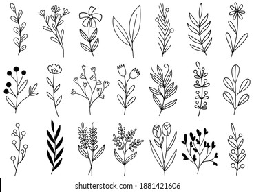 collection forest fern eucalyptus art foliage natural leaves herbs in line style. Decorative beauty elegant illustration for design hand drawn flower