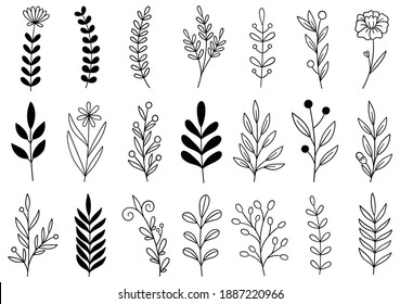 collection forest fern eucalyptus art foliage natural leaves herbs in line style. Decorative beauty elegant illustration for design hand drawn flower