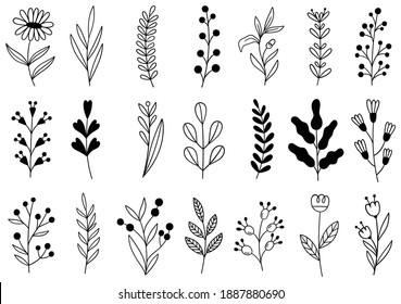 collection forest fern eucalyptus art foliage natural leaves herbs in line style. Decorative beauty elegant illustration for design hand drawn flower