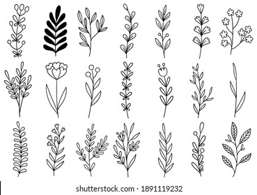 collection forest fern eucalyptus art foliage natural leaves herbs in line style. Decorative beauty elegant illustration for design hand drawn flower